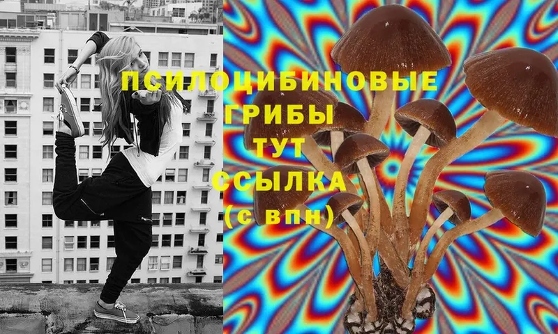 Галлюциногенные грибы Psilocybine cubensis  Ачинск 